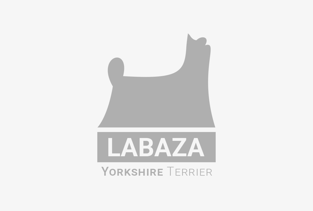 DNIPRO-TALISMAN DNIPRO-TALISMAN ADELINA &mdash; Labaza DogPedigree YorkshireTerrier