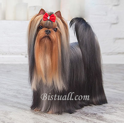Bistuall MITTENS SKY ZODIAK DE BISTUALL &mdash; Labaza DogPedigree YorkshireTerrier