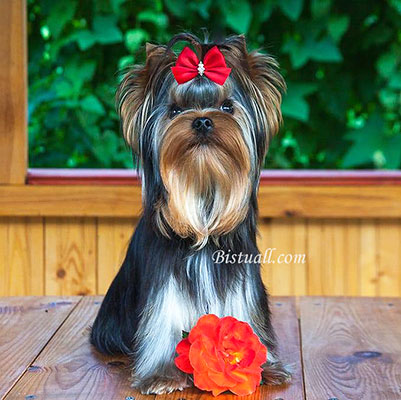 Bistuall Bistuall Banditto &mdash; Labaza DogPedigree YorkshireTerrier