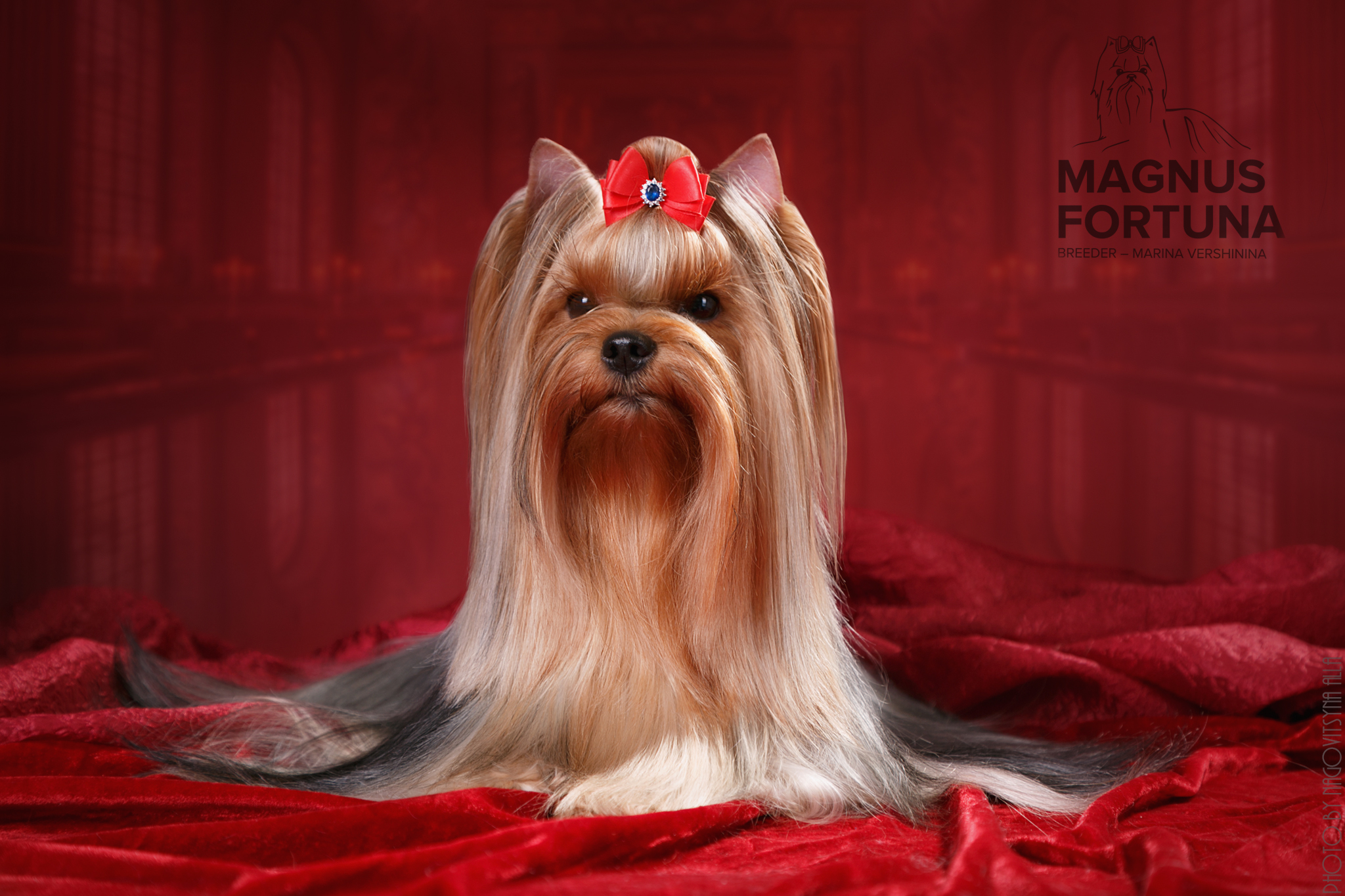MAGNUS FORTUNA ELSA CLUB VALTIKORTI &mdash; Labaza DogPedigree YorkshireTerrier