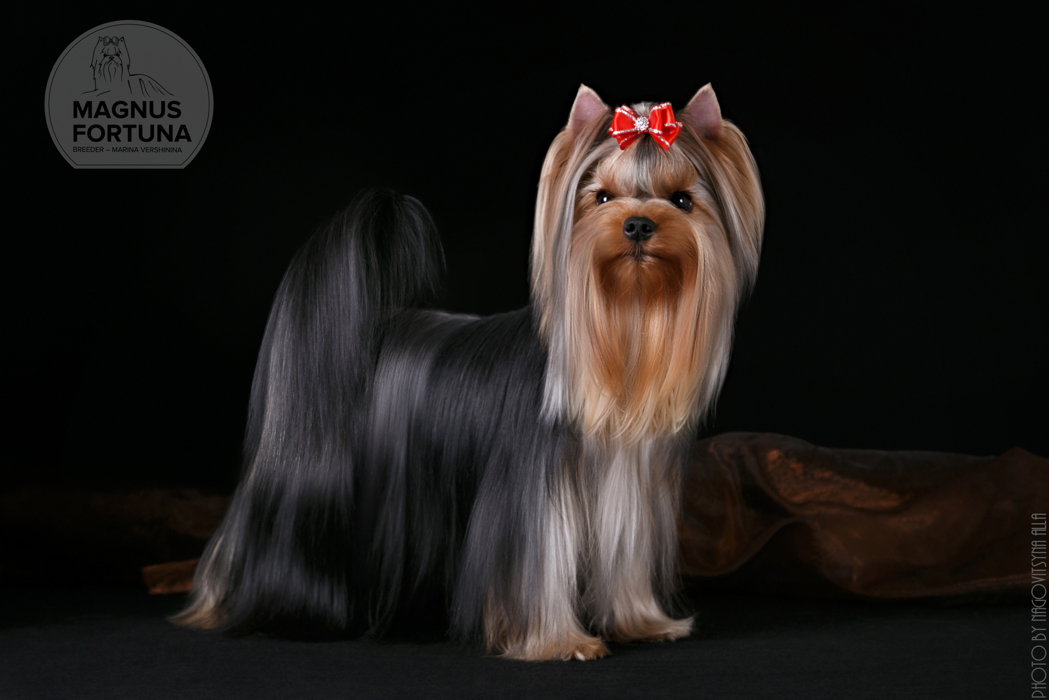 MAGNUS FORTUNA MAGNUS FORTUNA TEYRINA &mdash; Labaza DogPedigree YorkshireTerrier