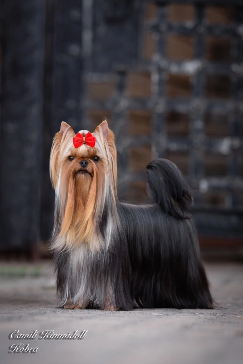 Camili Camili Kimmidoll &mdash; Labaza DogPedigree YorkshireTerrier