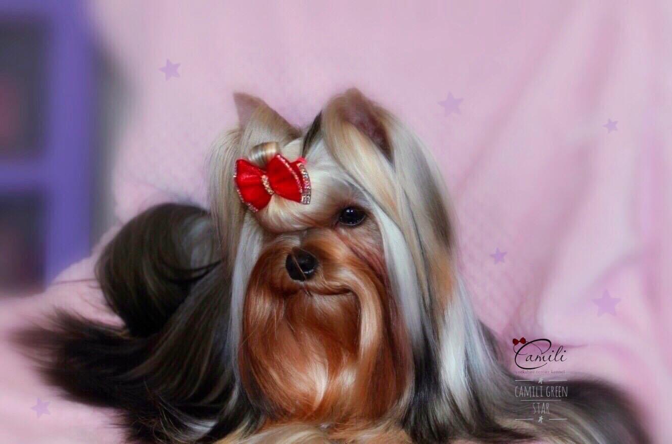 Camili Camili Green Star &mdash; Labaza DogPedigree YorkshireTerrier