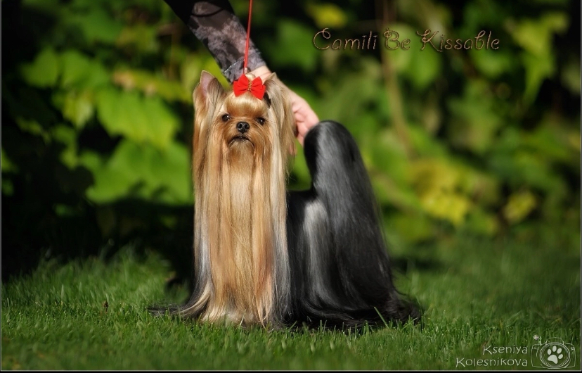 Camili Camili Be Kissable &mdash; Labaza DogPedigree YorkshireTerrier