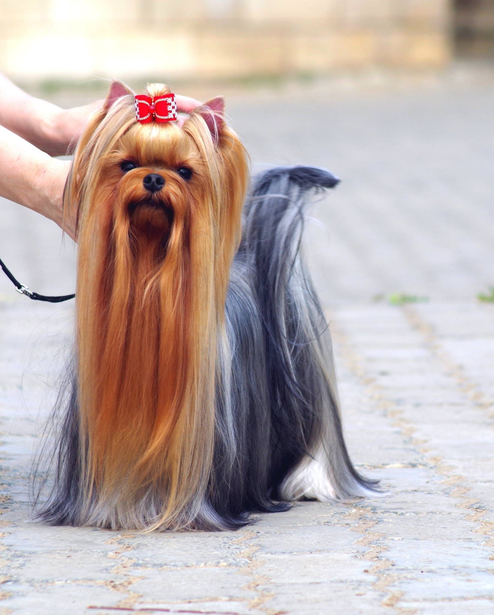Fidzji Royal Dream &mdash; Labaza DogPedigree YorkshireTerrier