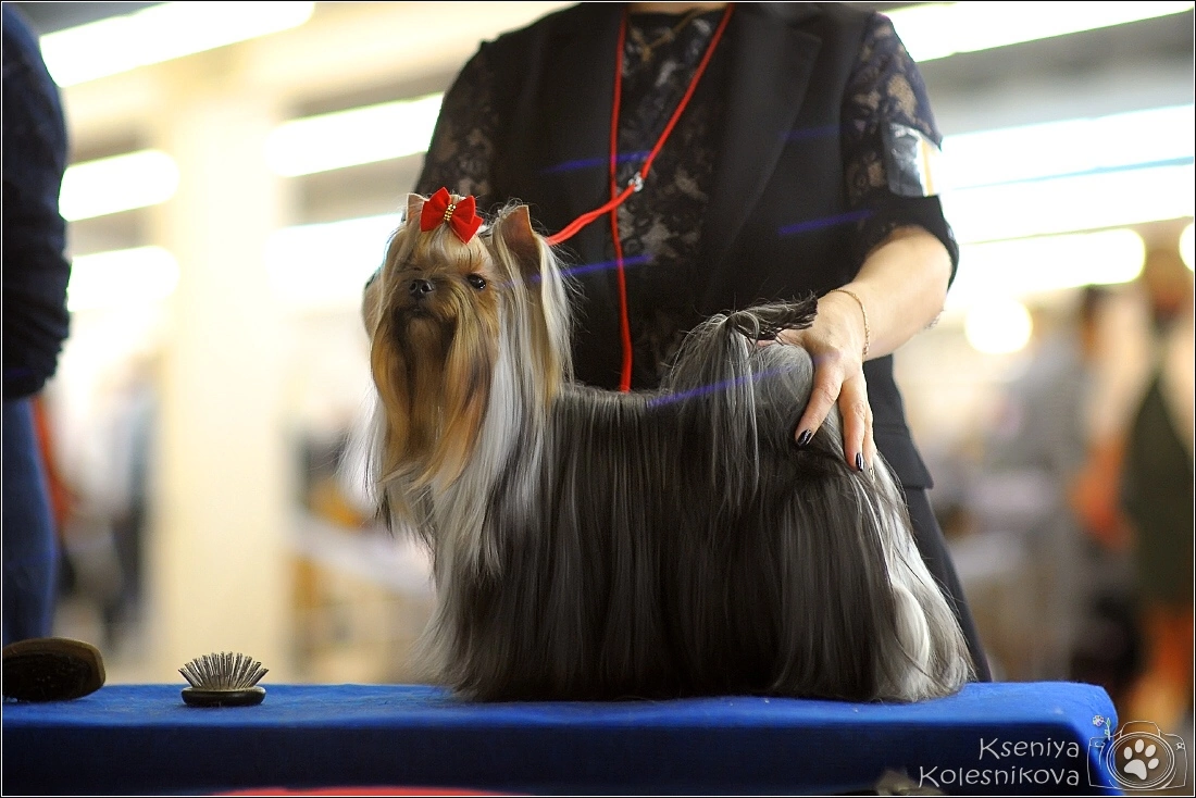Camili Camili Vanessa &mdash; Labaza DogPedigree YorkshireTerrier