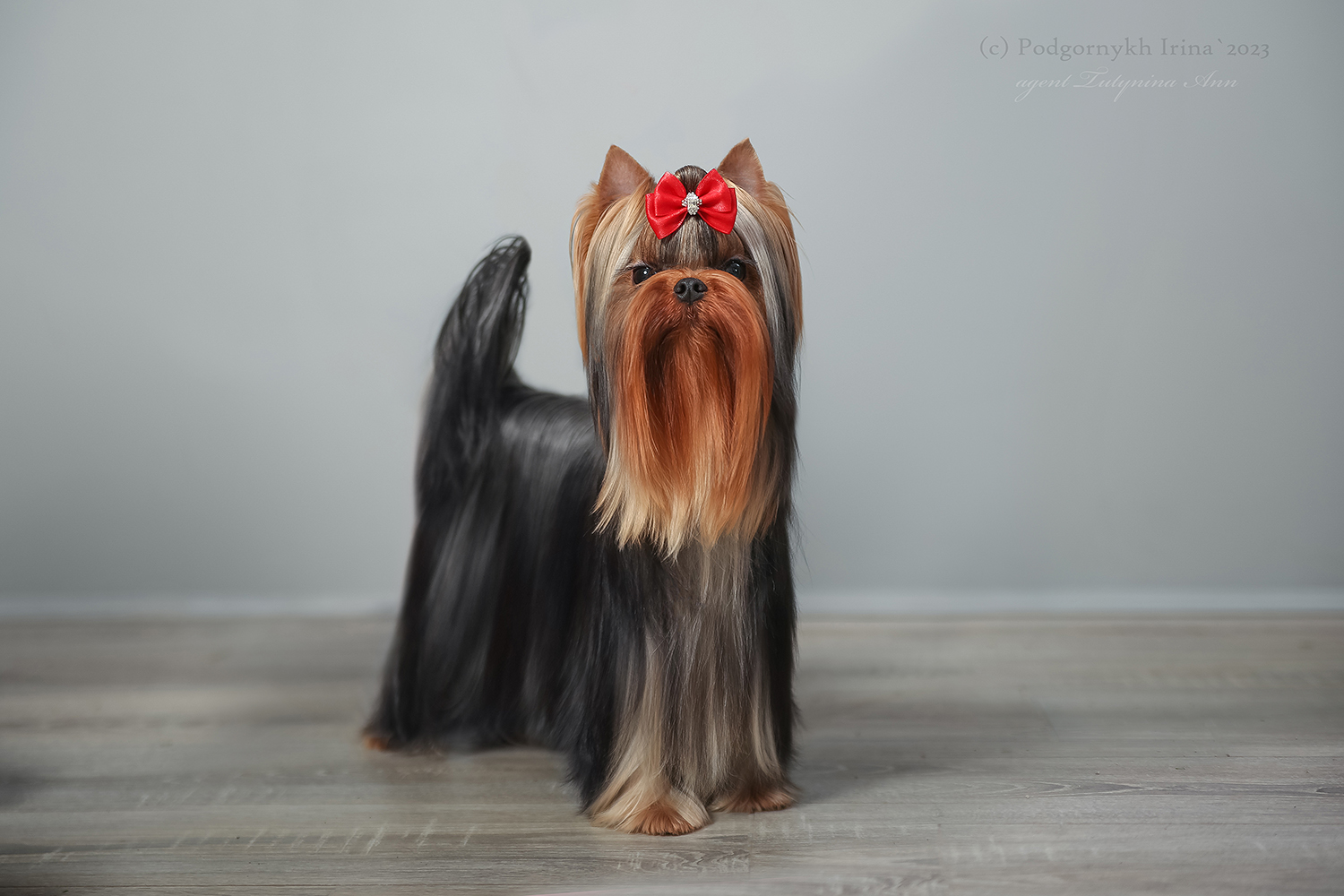 Laranta LARANTA BOMBASTIC &mdash; Labaza DogPedigree YorkshireTerrier
