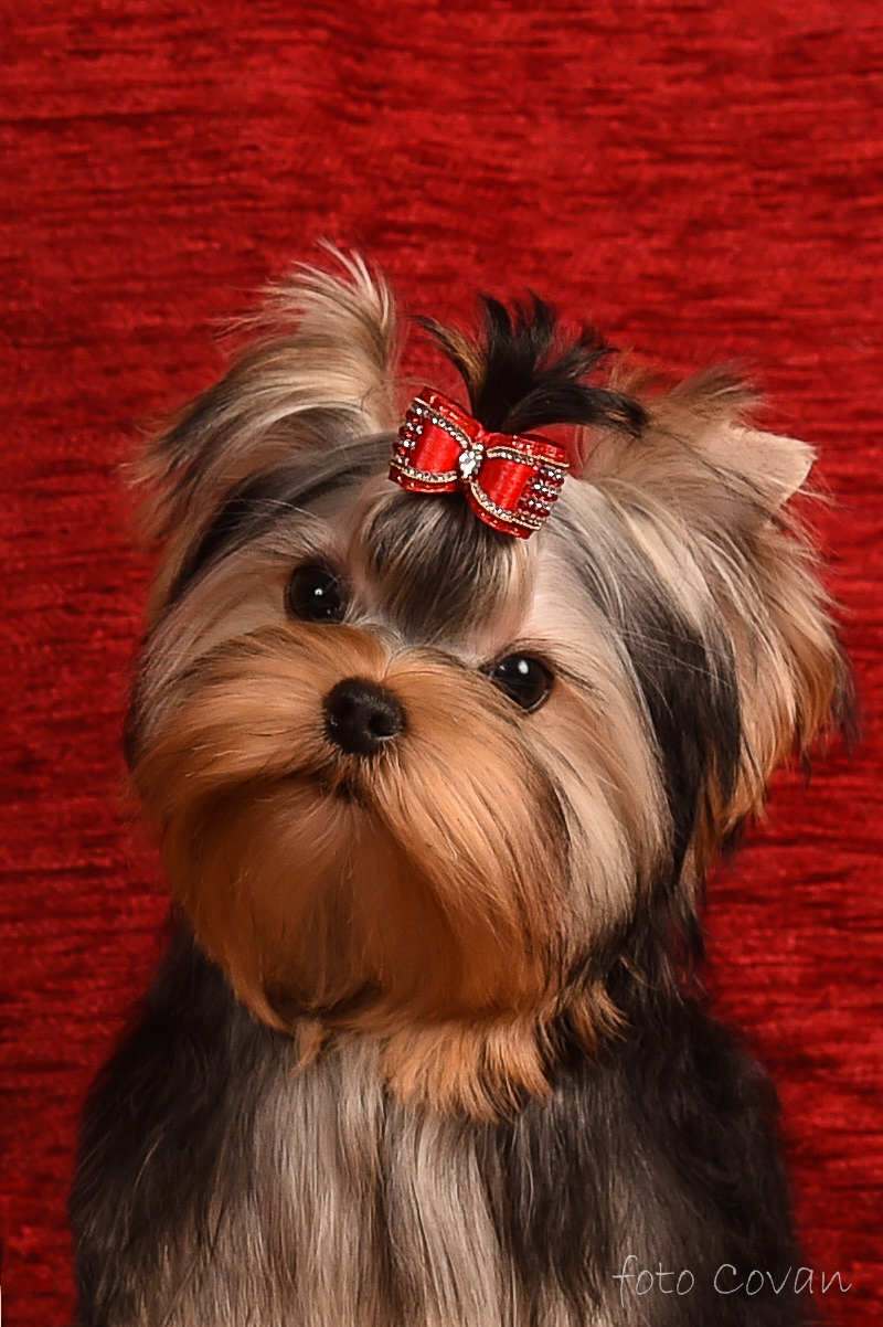 Laranta LARANTA CASSIOPEYA &mdash; Labaza DogPedigree YorkshireTerrier