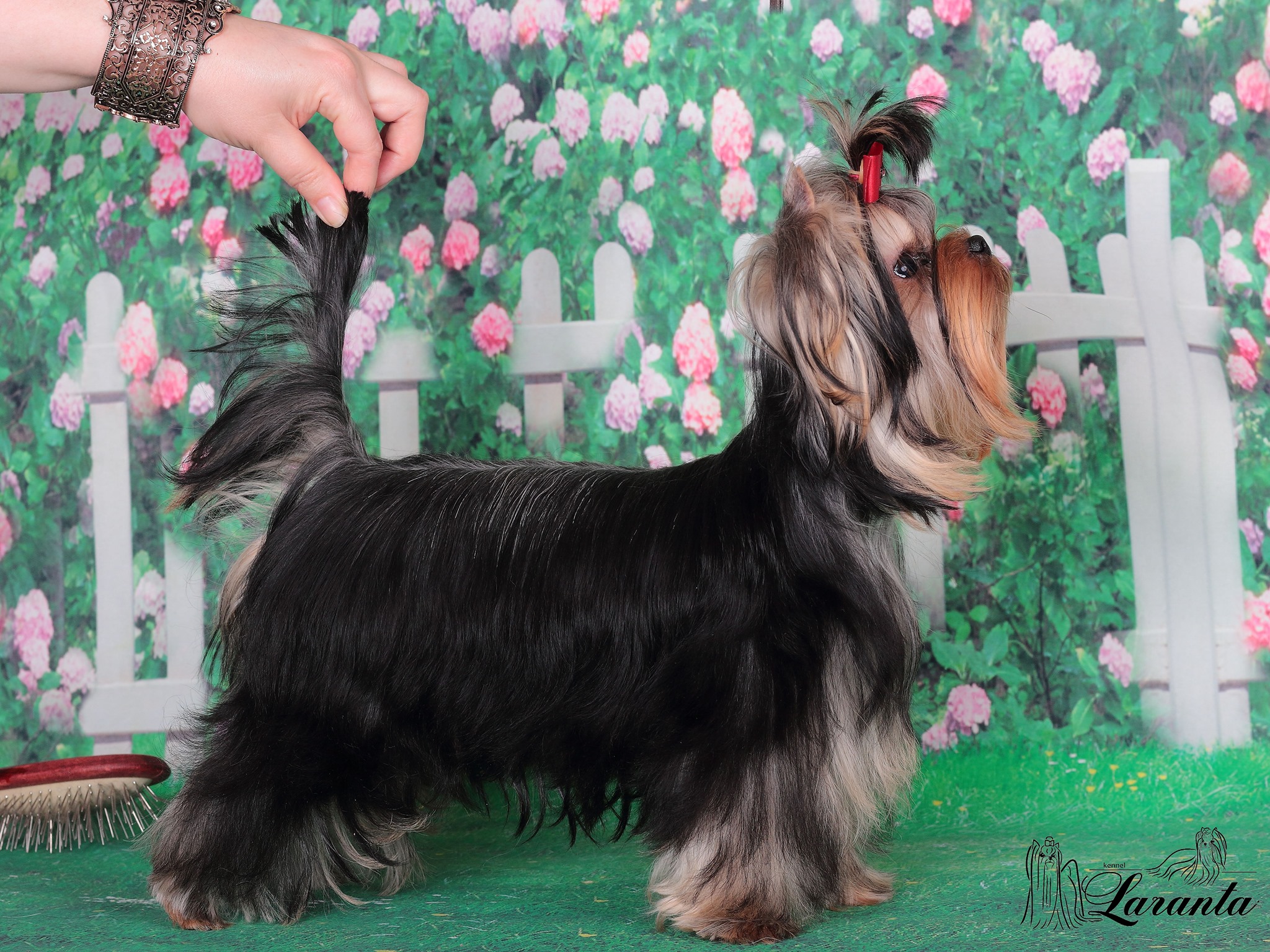 Laranta LARANTA DICTATURA &mdash; Labaza DogPedigree YorkshireTerrier
