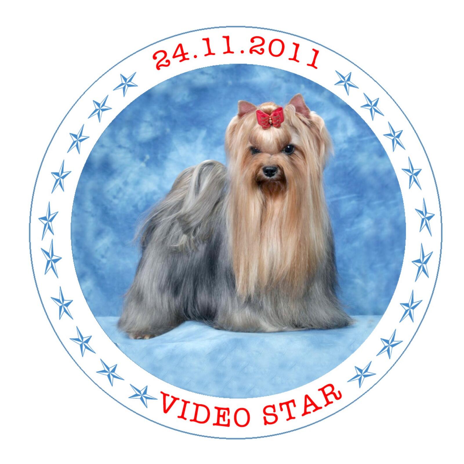 VideoStar &mdash; Labaza DogPedigree YorkshireTerrier