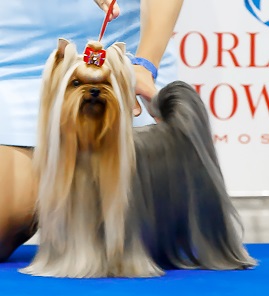 Laranta LARANTA HOLIDAY &mdash; Labaza DogPedigree YorkshireTerrier