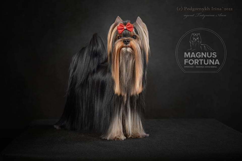 MAGNUS FORTUNA MAGNUS FORTUNA STAR WAY ELIZABETH &mdash; Labaza DogPedigree YorkshireTerrier