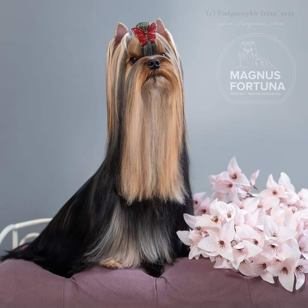 MAGNUS FORTUNA MAGNUS FORTUNA MARILYIN FOX &mdash; Labaza DogPedigree YorkshireTerrier