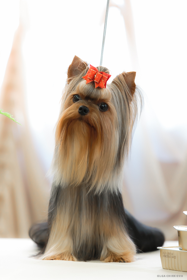 Laranta LARANTA A-PRIORI &mdash; Labaza DogPedigree YorkshireTerrier