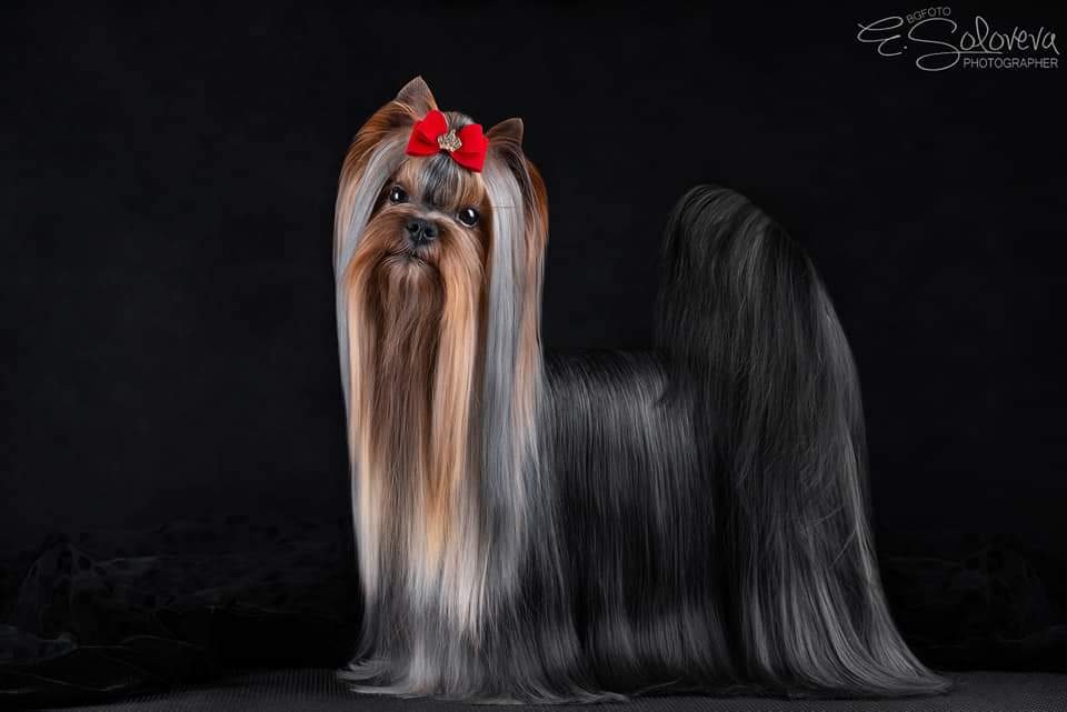 Elegant Baubles ELEGANT BAUBLES FORCE MAJEURE &mdash; Labaza DogPedigree YorkshireTerrier