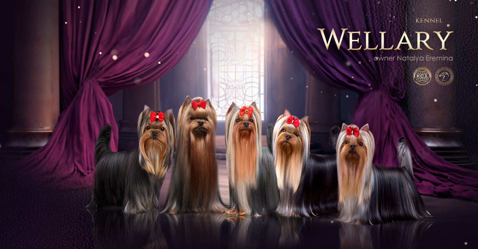 Wellary &mdash; Labaza DogPedigree YorkshireTerrier