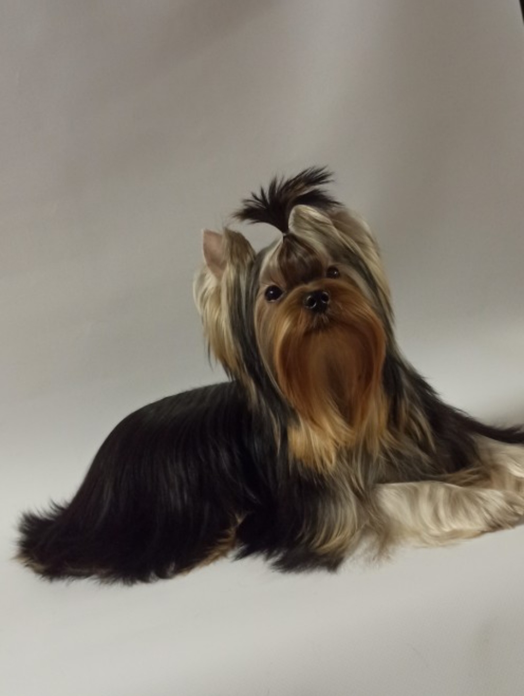 As'Torria Life AMULET CENTARIO MIKADO &mdash; Labaza DogPedigree YorkshireTerrier