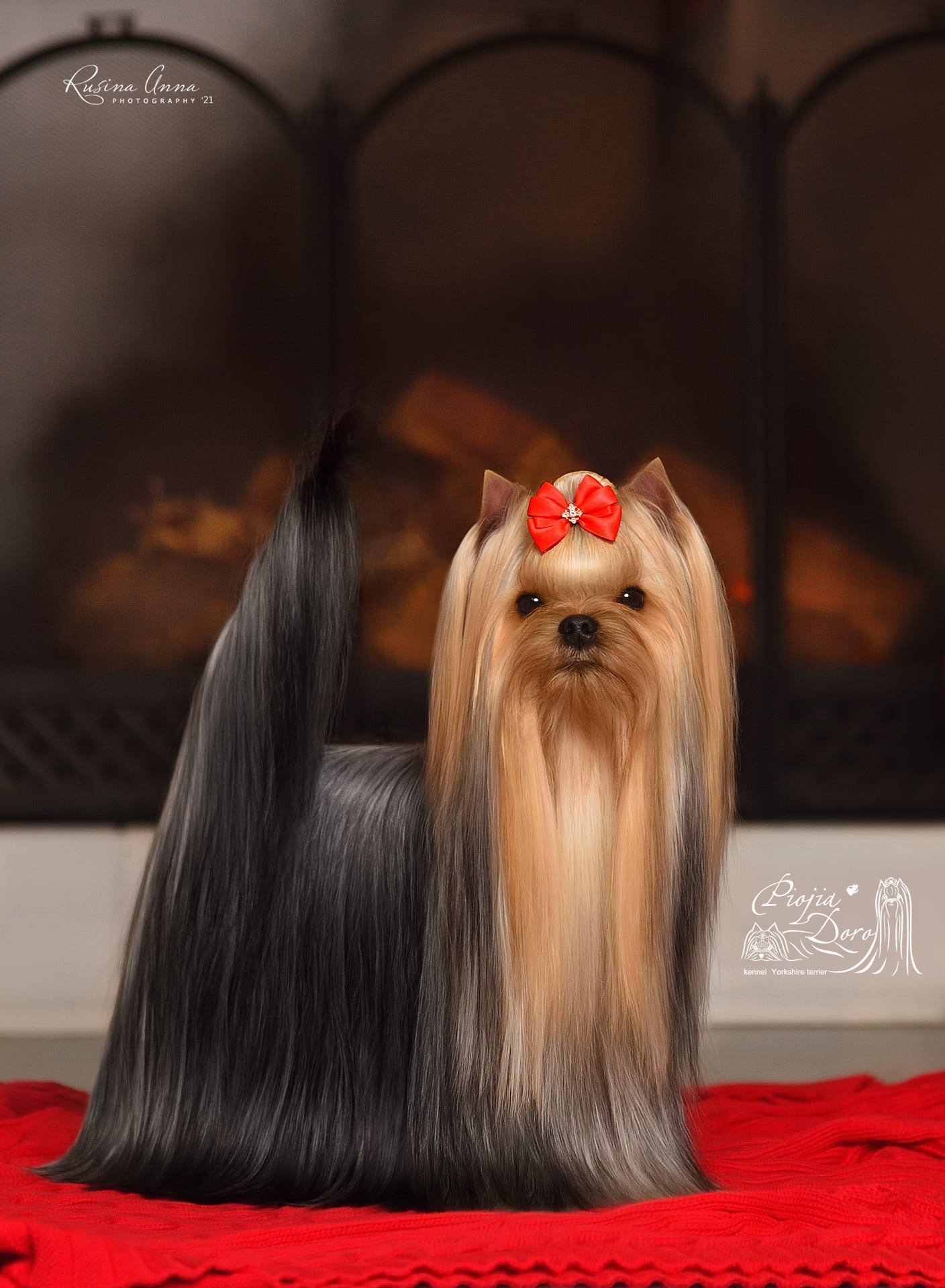 PIOJIA DORO PIOJIA DORO ONLINE ITS MY LIFE &mdash; Labaza DogPedigree YorkshireTerrier