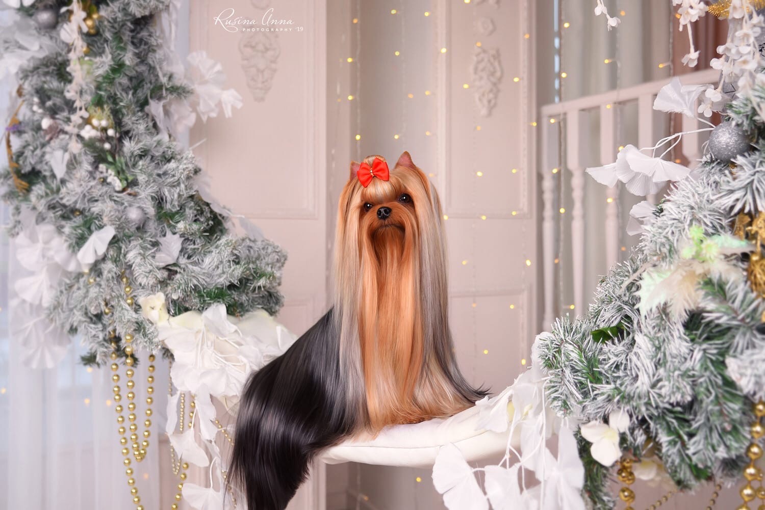 Julian’s Style JULIAN`S STYLE YANITA STAR &mdash; Labaza DogPedigree YorkshireTerrier