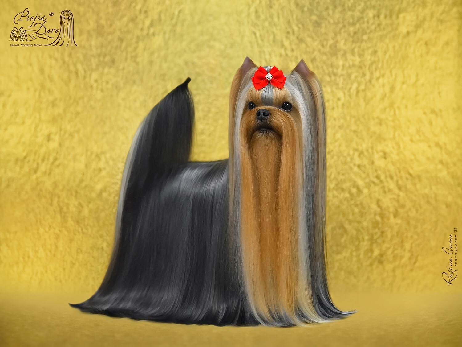 PIOJIA DORO PIOJIA DORO OLIVIA FOX &mdash; Labaza DogPedigree YorkshireTerrier