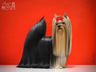 Camili CAMILI JOLIE DOLL &mdash; Labaza DogPedigree YorkshireTerrier