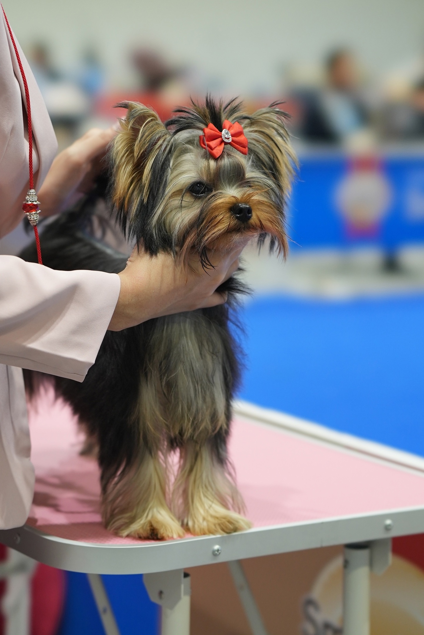 PIOJIA DORO PIOJIA DORO NEW DIAMOND FOR ME &mdash; Labaza DogPedigree YorkshireTerrier