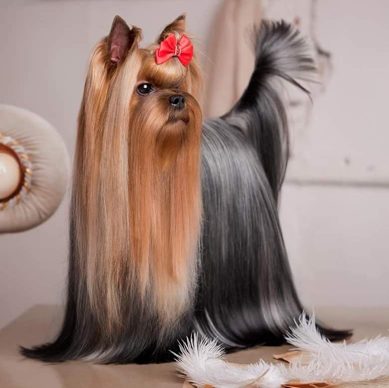 Wellary &mdash; Labaza DogPedigree YorkshireTerrier