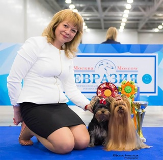 starqueen &mdash; Labaza DogPedigree YorkshireTerrier