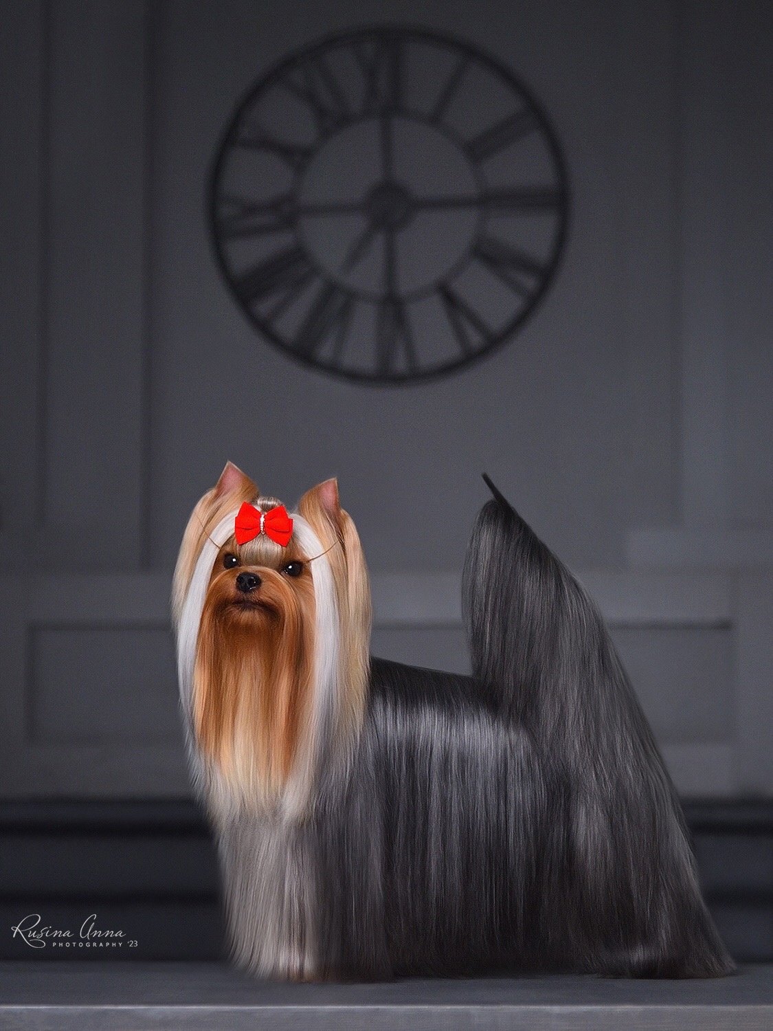 PIOJIA DORO PIOJIA DORO CRAZY OVER YOU &mdash; Labaza DogPedigree YorkshireTerrier