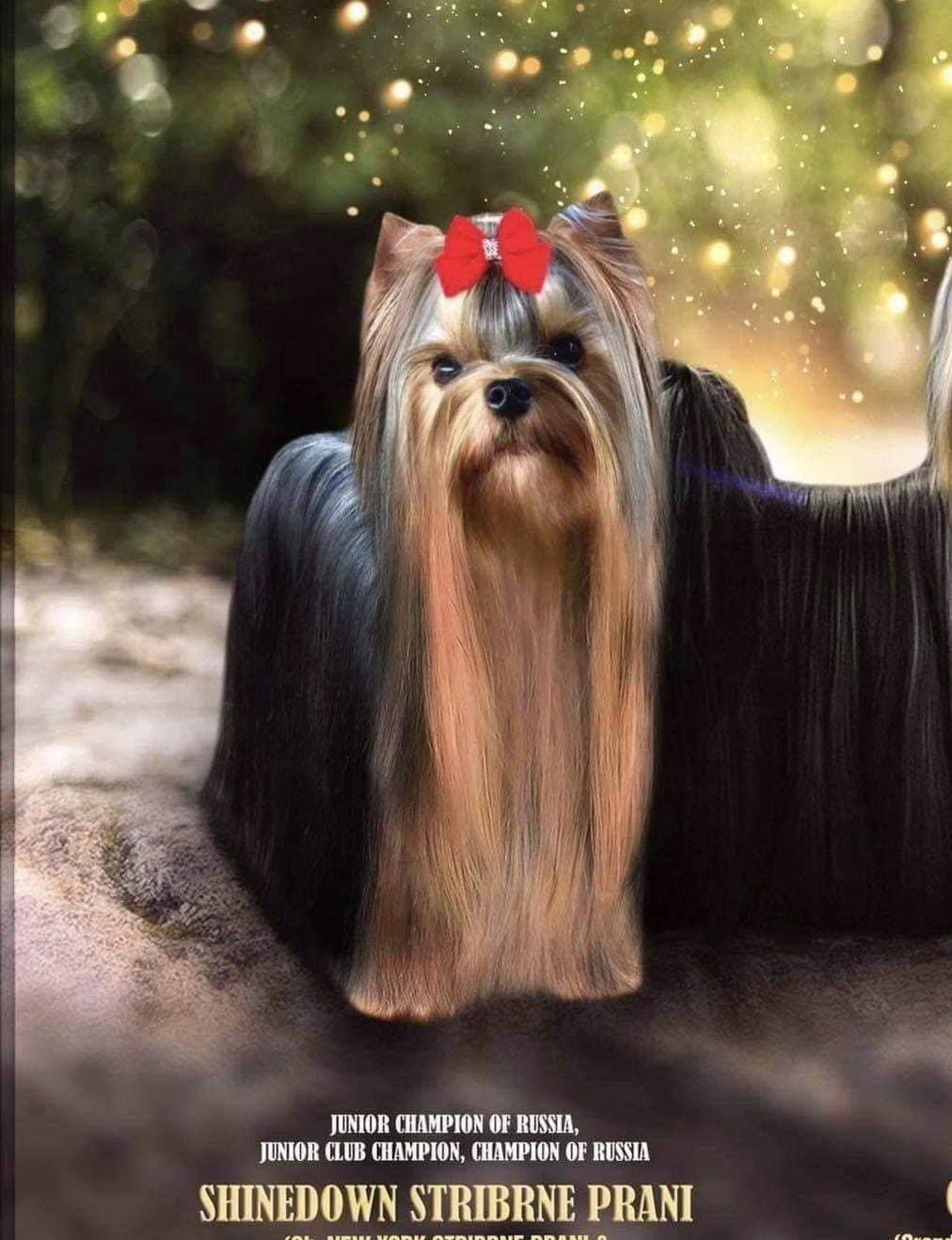 SHINEDOWN STRIBRNE PRANI &mdash; Labaza DogPedigree YorkshireTerrier