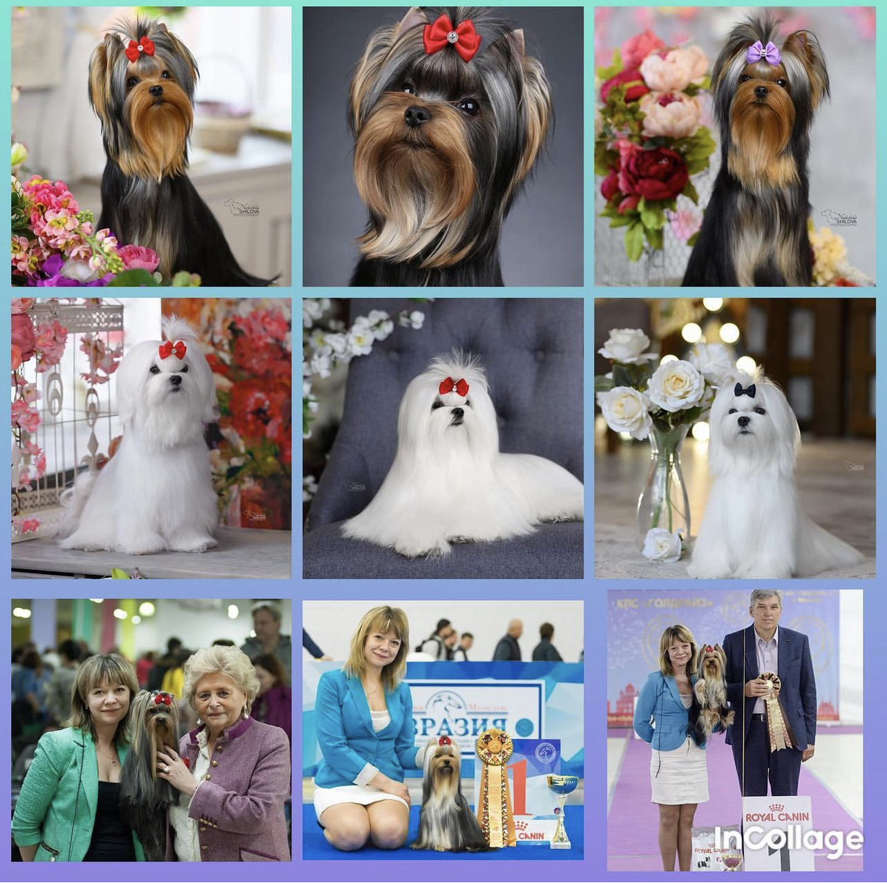 starqueen &mdash; Labaza DogPedigree YorkshireTerrier