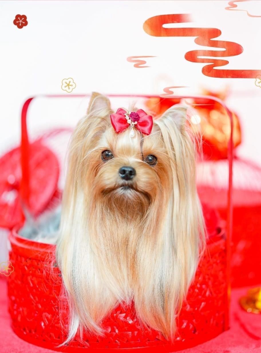 PIOJIA DORO PIOJIA DORO YUSTINA SWEET BARBI &mdash; Labaza DogPedigree YorkshireTerrier