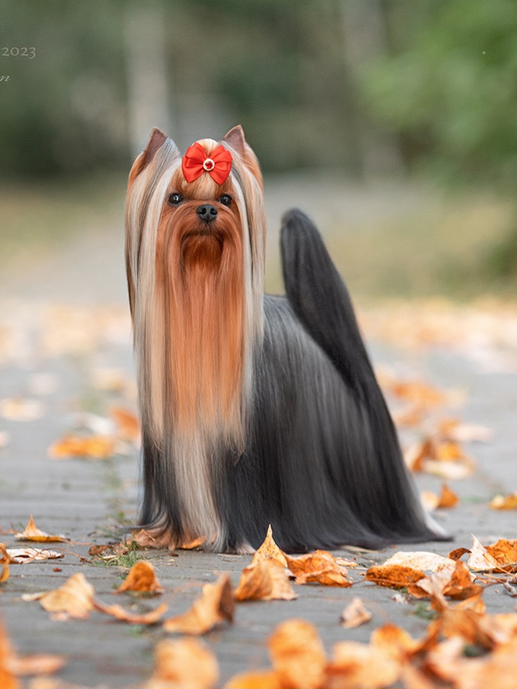 Wellary Wellary Summer Love &mdash; Labaza DogPedigree YorkshireTerrier