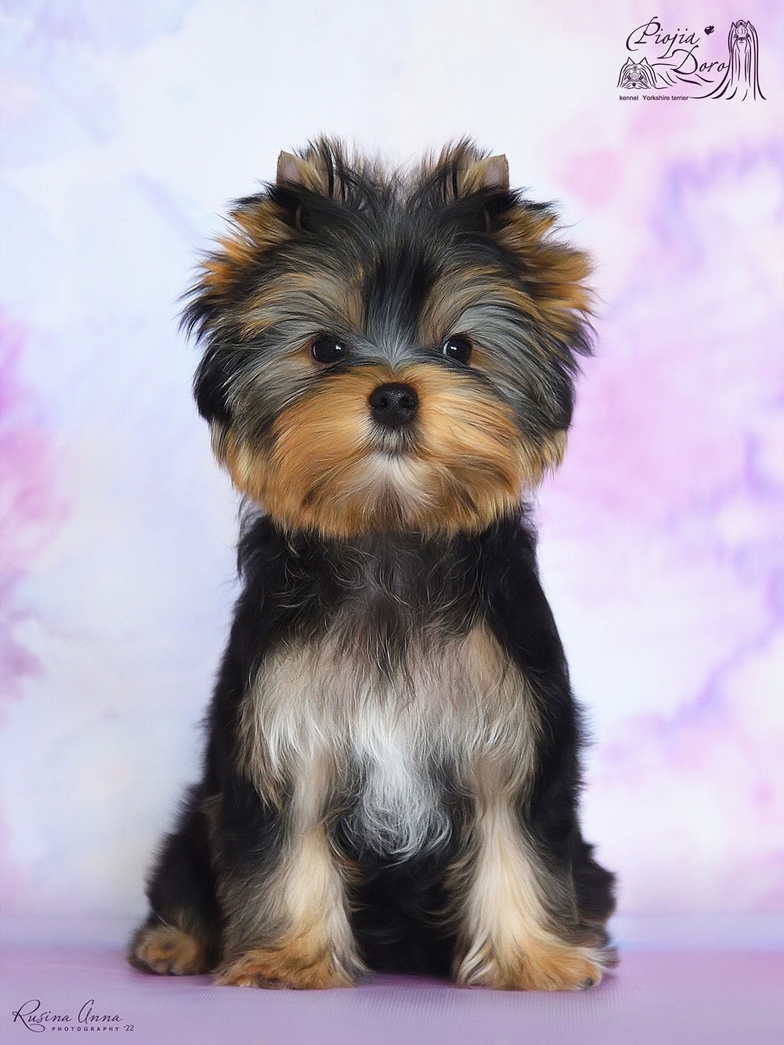 PIOJIA DORO PIOJIA DORO LONG KISS FOR YOU &mdash; Labaza DogPedigree YorkshireTerrier