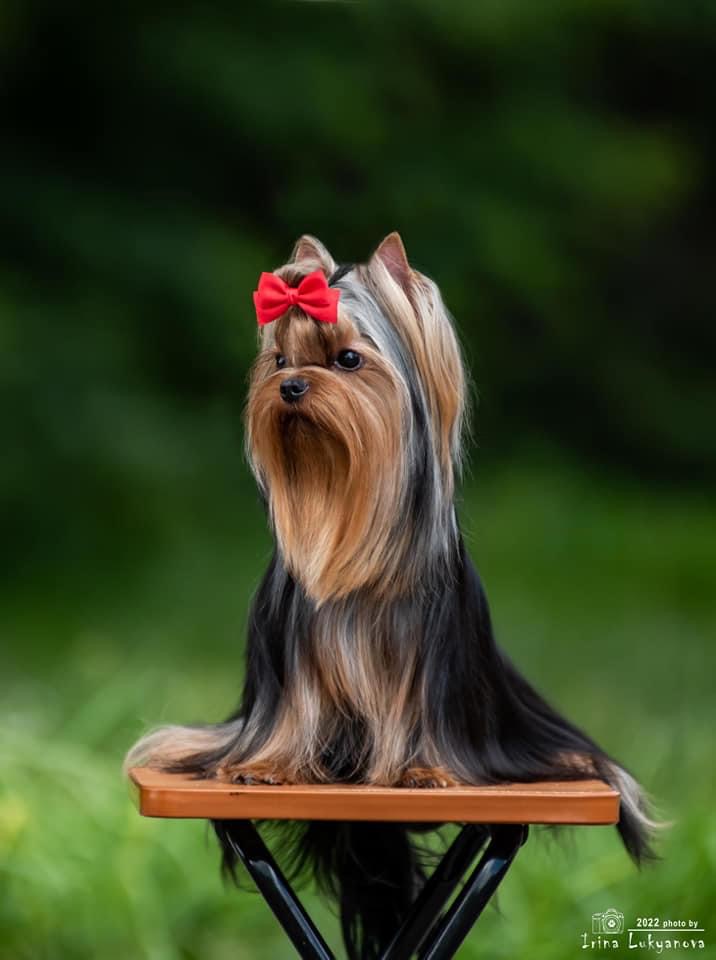  GARRI POTTER AMORE BRAVO &mdash; Labaza DogPedigree YorkshireTerrier
