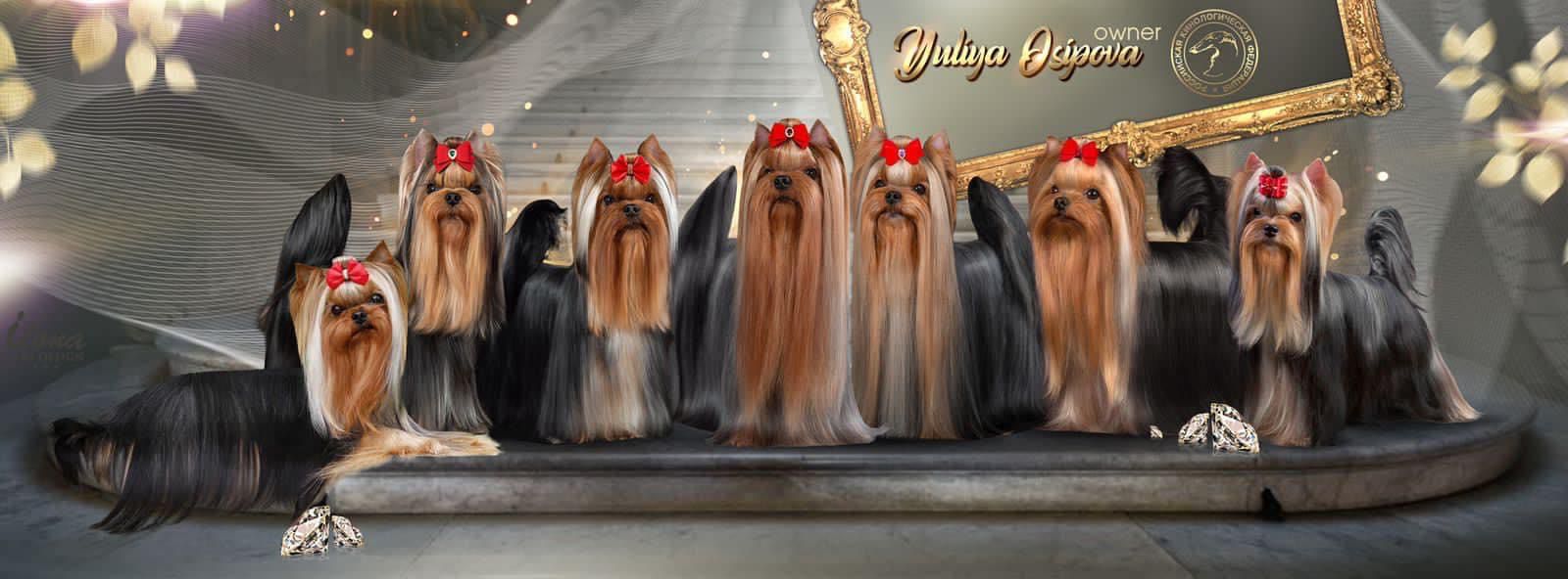 Osipova Yulia &mdash; Labaza DogPedigree YorkshireTerrier
