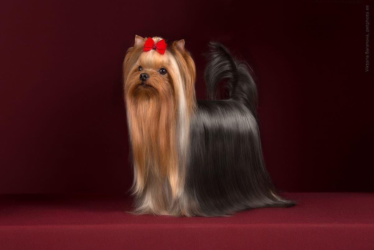 Laranta LARANTA LAMPONCINO &mdash; Labaza DogPedigree YorkshireTerrier