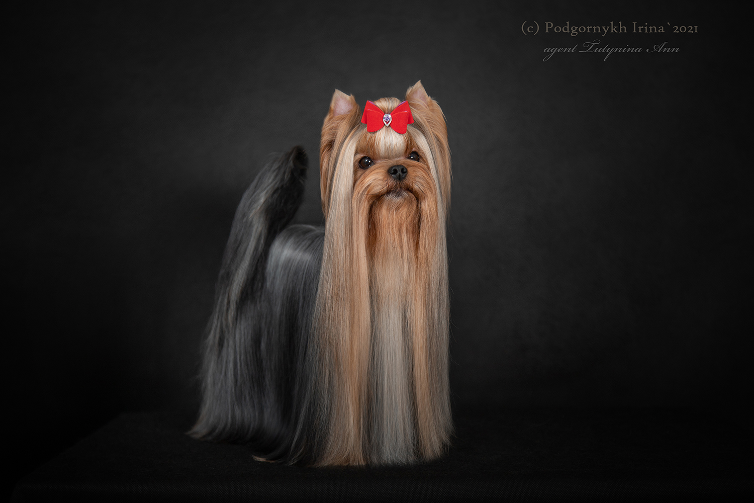Laranta LARANTA LEVEL UPP &mdash; Labaza DogPedigree YorkshireTerrier