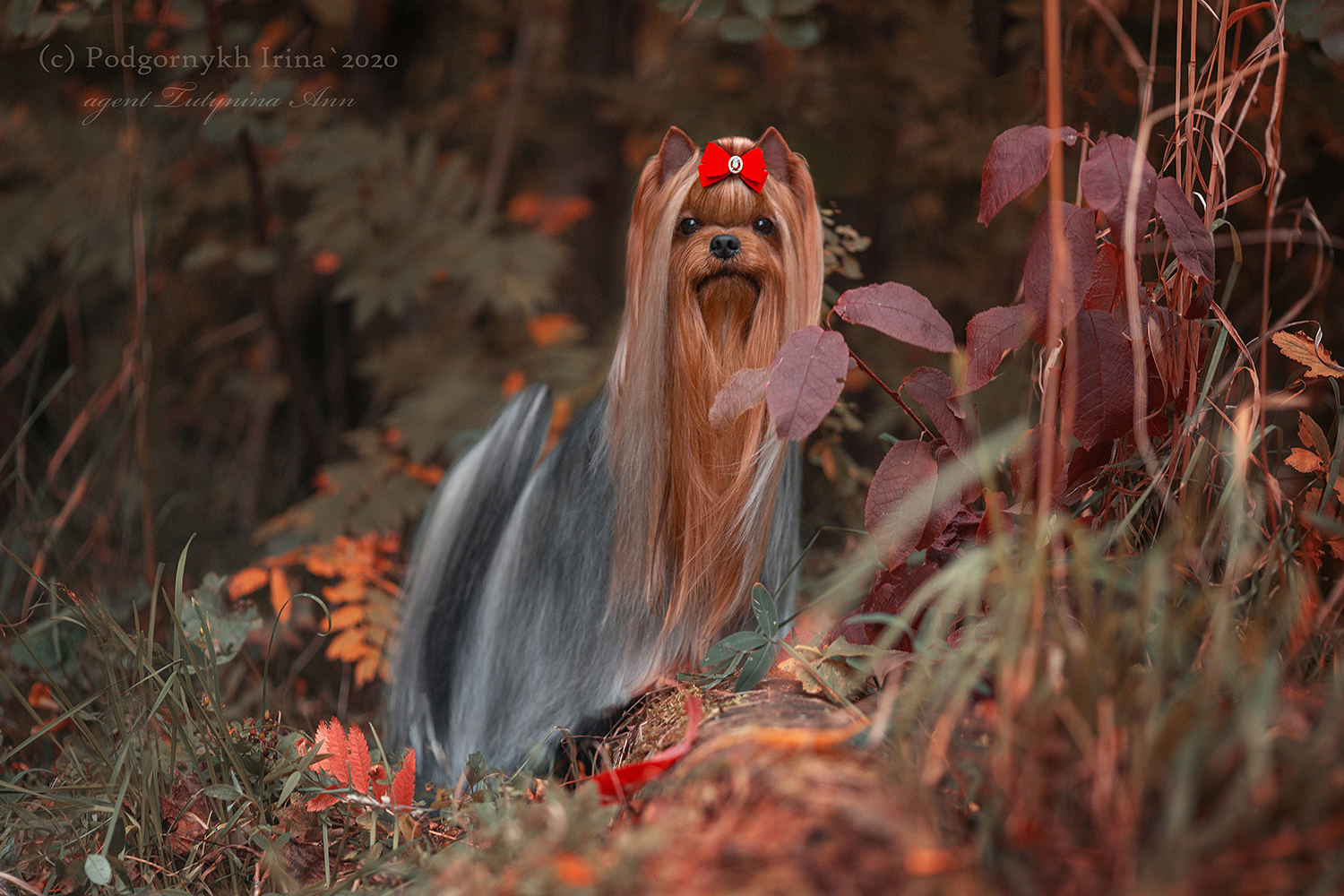 Laranta LARANTA MISTER BIG &mdash; Labaza DogPedigree YorkshireTerrier