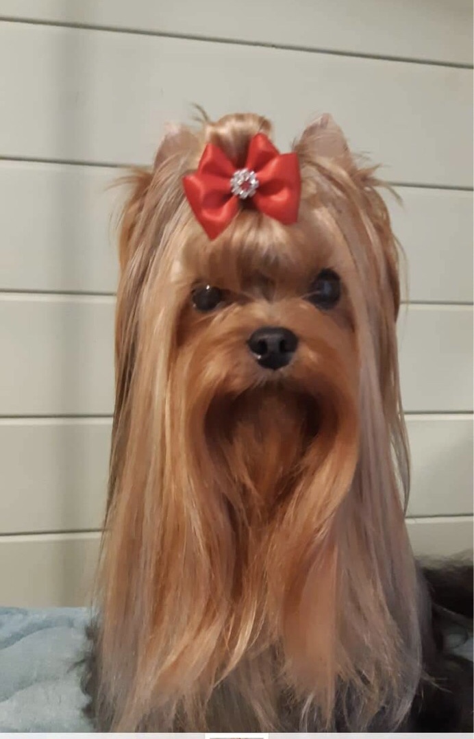 Silver flame SILVER FLAME KALIMBA DE LUNA &mdash; Labaza DogPedigree YorkshireTerrier