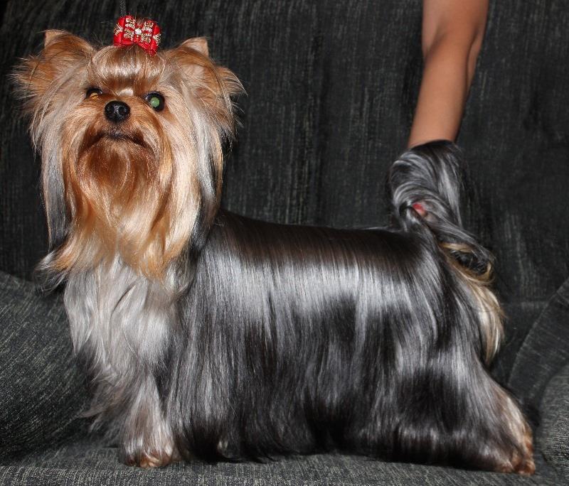 Silver flame SILVER FLAME FLASH IN THE NIGHT &mdash; Labaza DogPedigree YorkshireTerrier