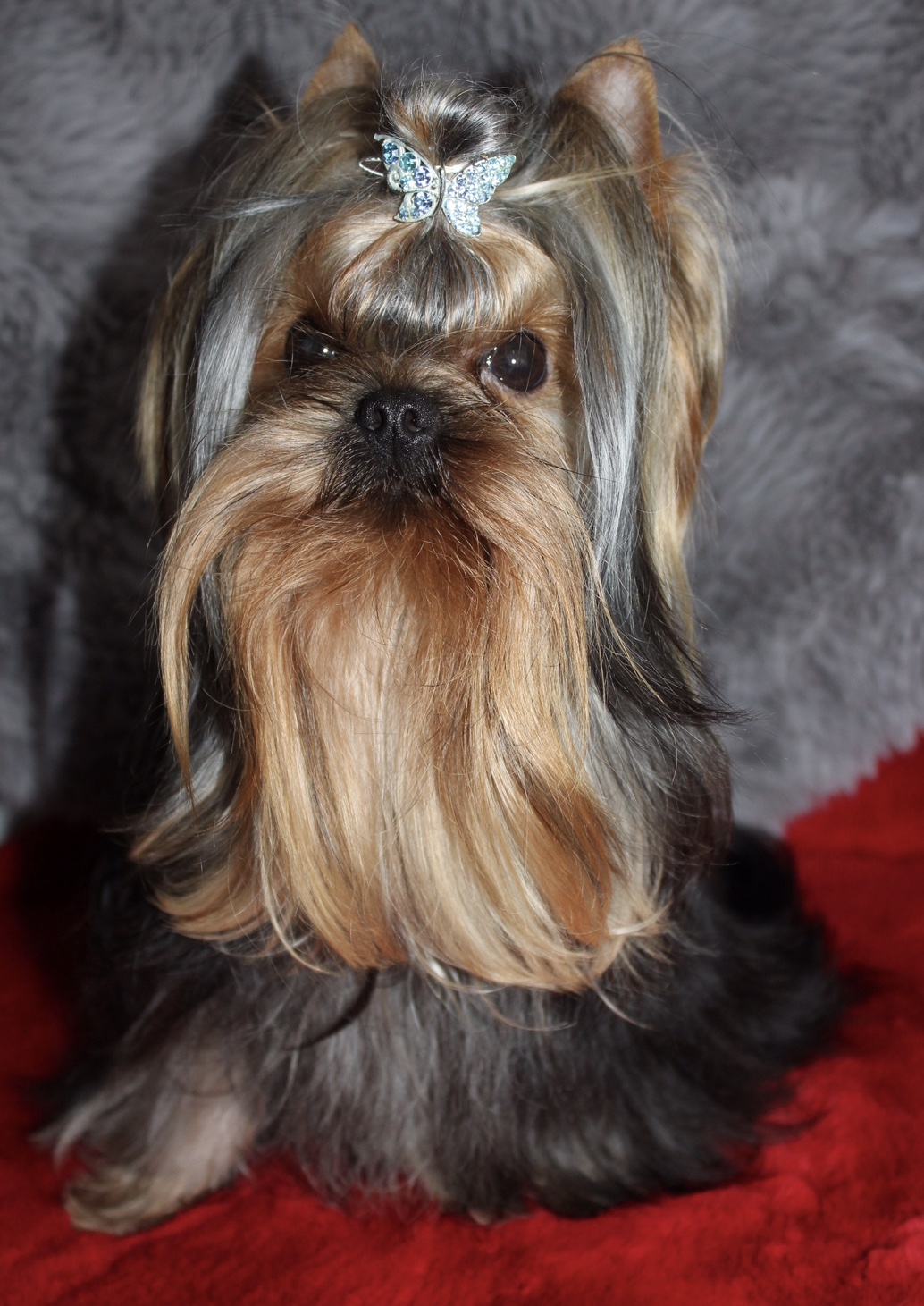 Silver flame SILVER FLAME WAY TO GO &mdash; Labaza DogPedigree YorkshireTerrier