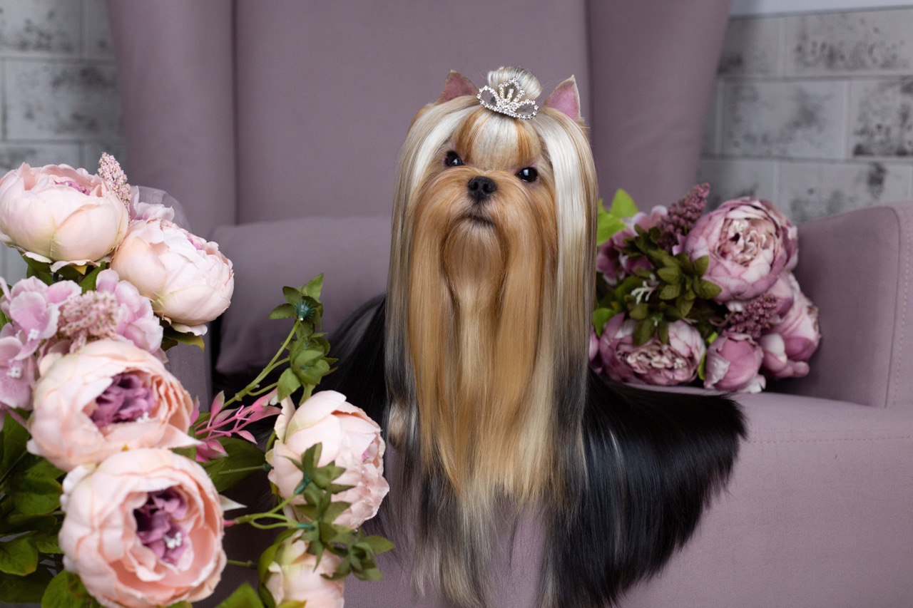 Primavera Incanta PRIMAVERA INCANTA VERSALE &mdash; Labaza DogPedigree YorkshireTerrier