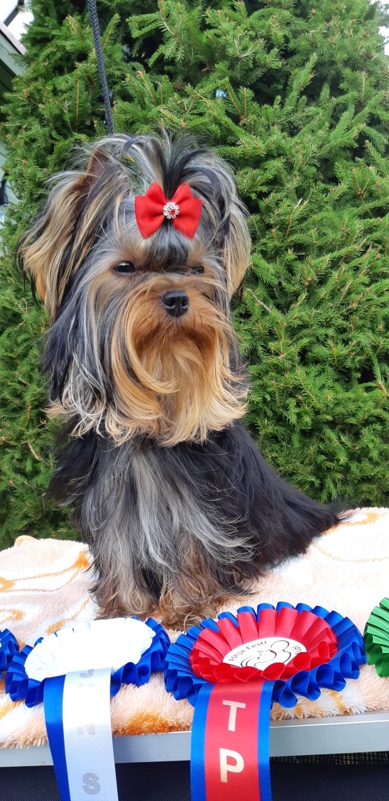 Silver flame SILVER FLAME REMEMBER  ME &mdash; Labaza DogPedigree YorkshireTerrier