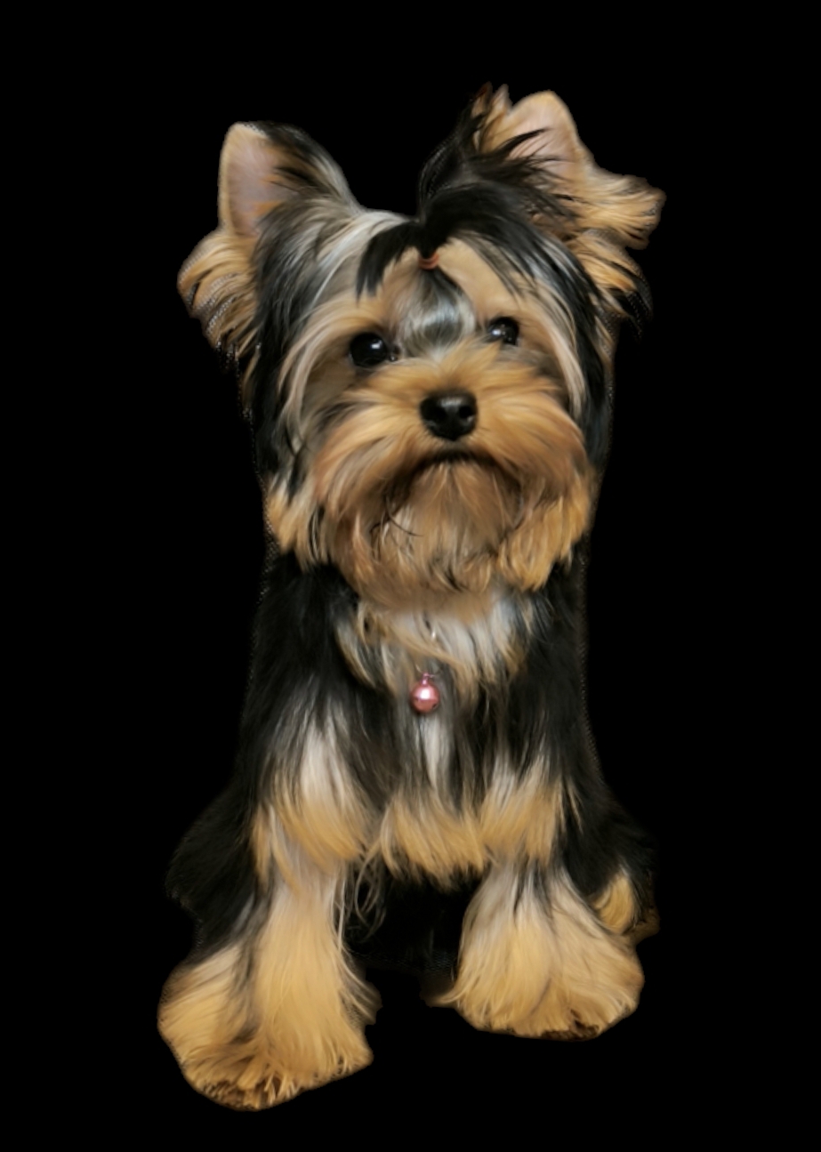 Wonderful Baby Wonderful Baby Zemfira Rebellious-Beauty &mdash; Labaza DogPedigree YorkshireTerrier