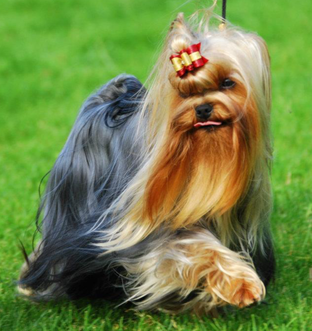 Silverflame &mdash; Labaza DogPedigree YorkshireTerrier