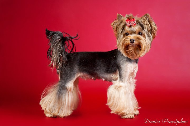 Silver flame SILVER FLAME MIDNIGHT FANTASY &mdash; Labaza DogPedigree YorkshireTerrier