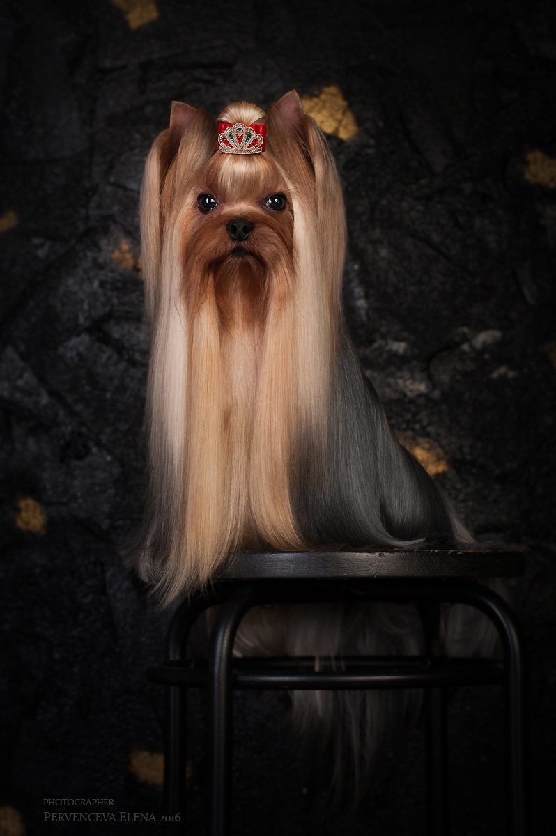 FRIEND OF MINE STRIBRNE PRANI &mdash; Labaza DogPedigree YorkshireTerrier