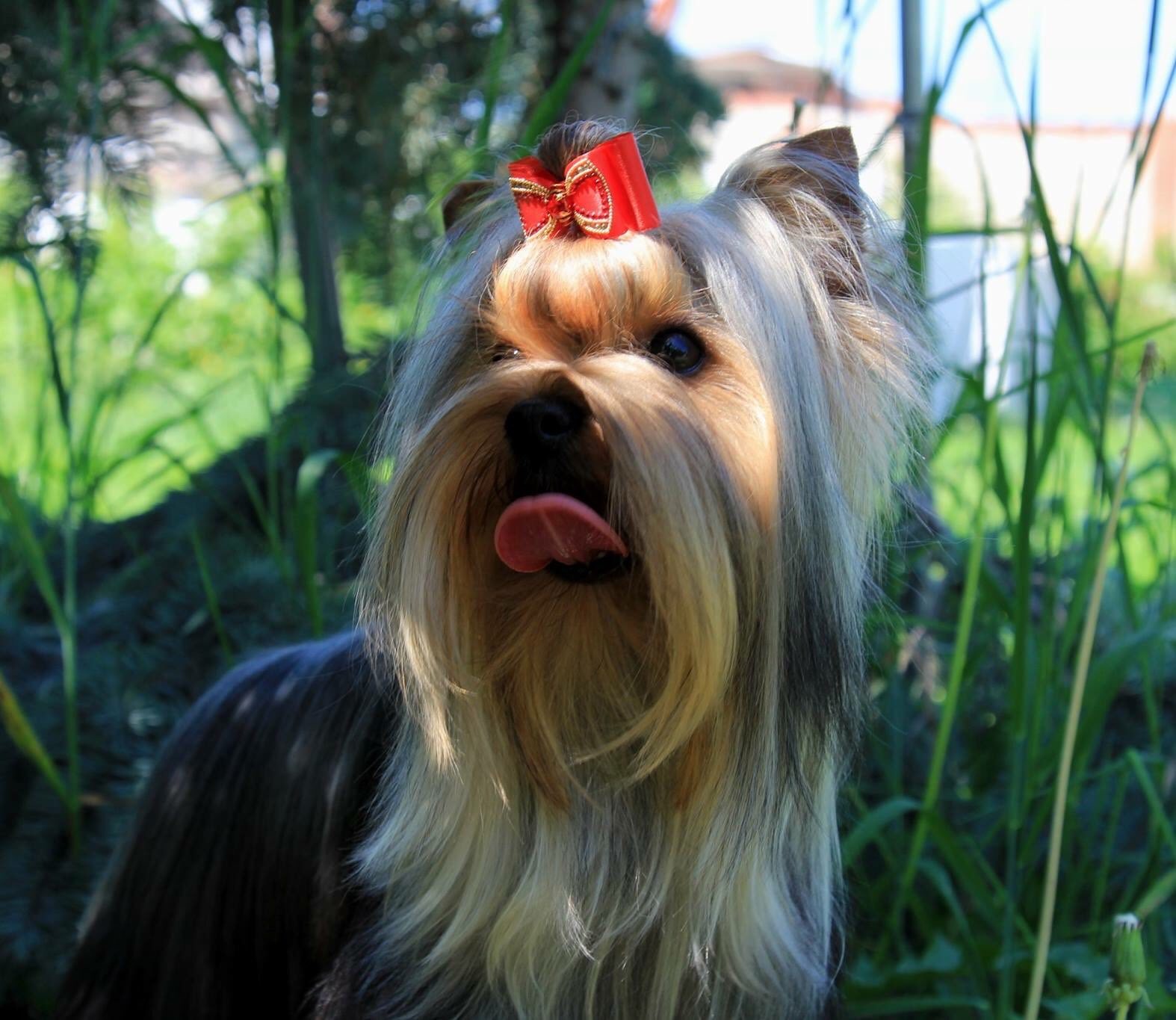 Schastlivy Mir Magnifique &mdash; Labaza DogPedigree YorkshireTerrier