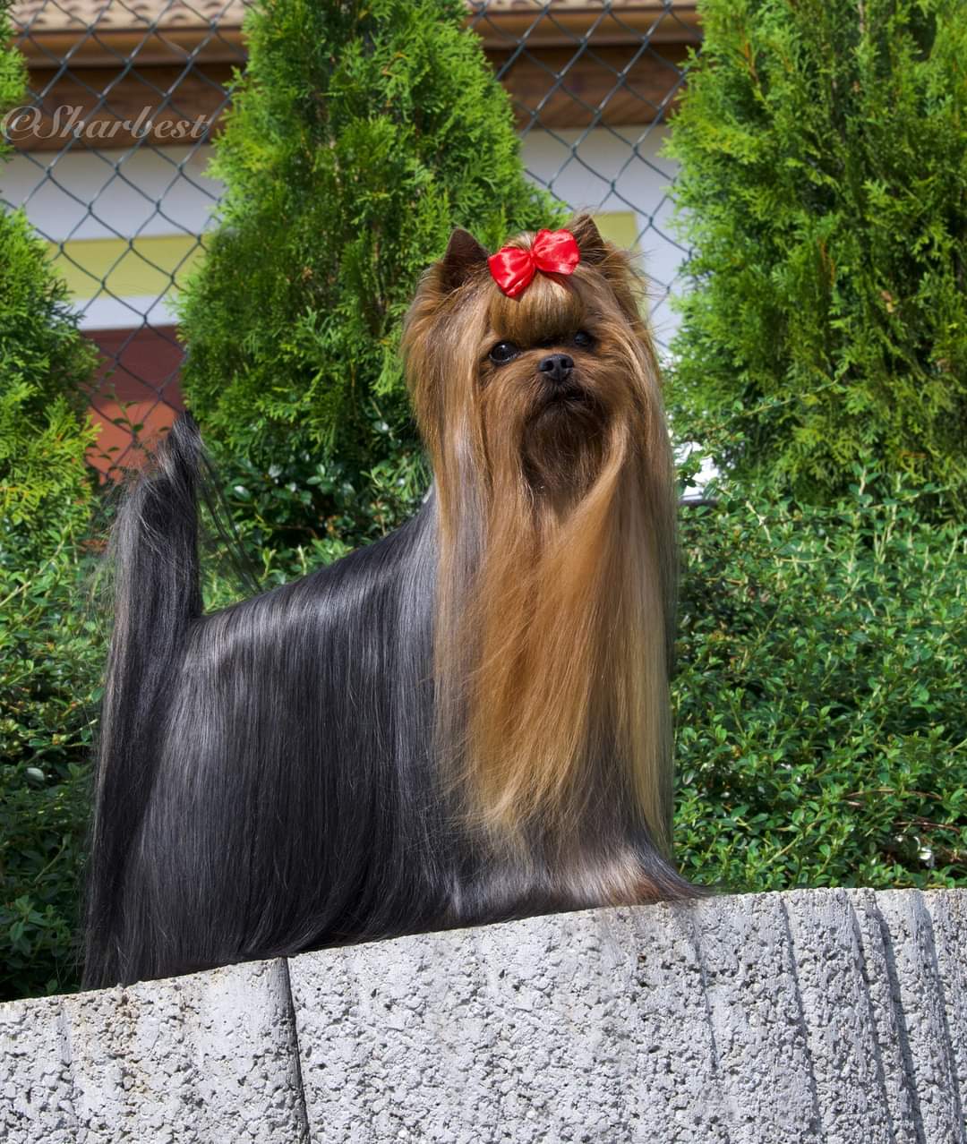 Wellary Wellary Surprise Vanilla Kiss &mdash; Labaza DogPedigree YorkshireTerrier